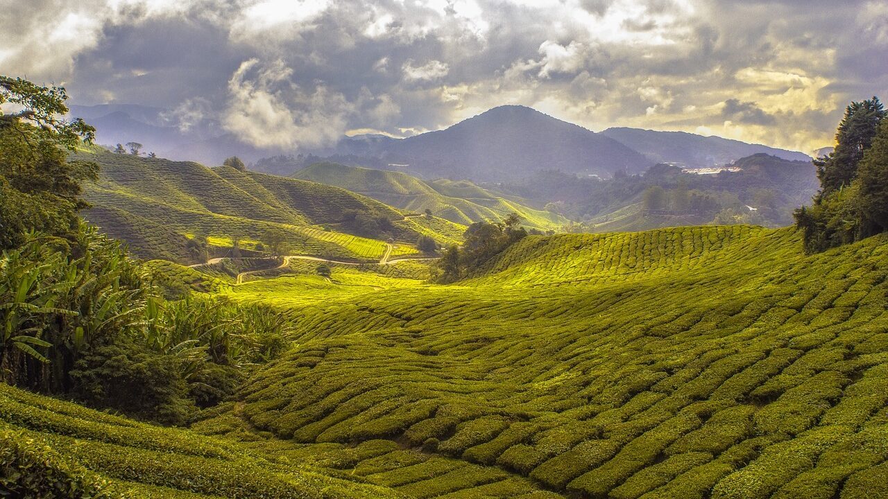 agriculture, tea plantation, cropland