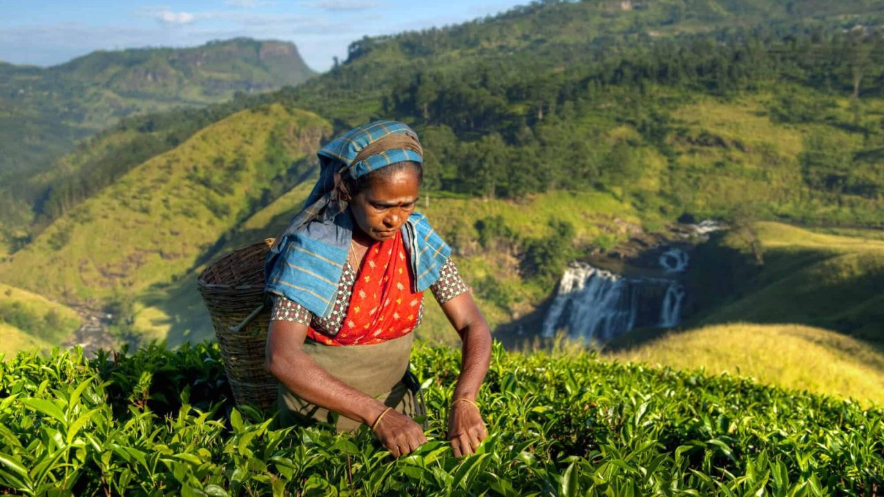 indigenous-sri-lankan-tea-picker-picking-tea-PJ2S9J4-scaled.jpg